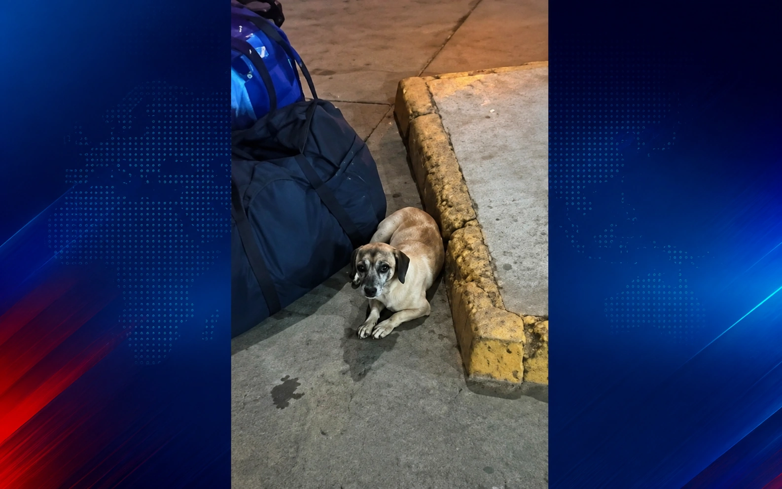Cãozinho é impedido de embarcar em ônibus em Juazeiro, e vídeo com tutora chorando causa comoção nas redes sociais